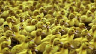 Ducks being raised for Foie Gras production in Bulgaria