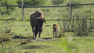 A mother bison and her calf