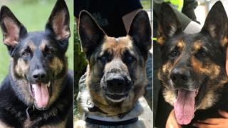 Composite of three German Shepherd dogs