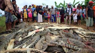 Villagers and dead crocodiles