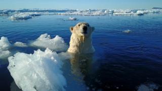 A Svalbard polar bear swims in sea ice