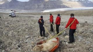 Dead polar bear being hauled away by rescuers in Svalbard on 5 August 2011