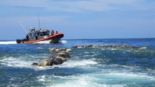 A Mexican Navy boat sails near the dead turtles in Oaxaca