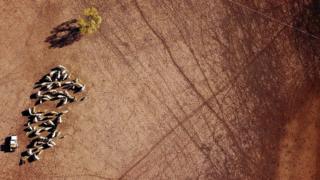 Farmer May McKeown feeds her remaining cattle on her drought-affected property located on the outskirts of the town of Walgett