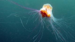 A lion's mane jellyfish swims beneath the waters of Inner Farne on June 24, 2011 at the Farne Islands, England.