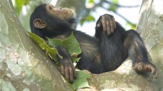 Chimp in Tanzania
