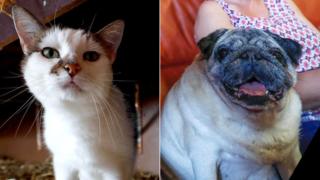 Composite photo of Azuria the cat and Ramses the Carlin dog