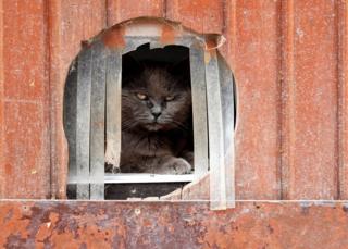 Calin, a European cat, looks out of a hole in the wall