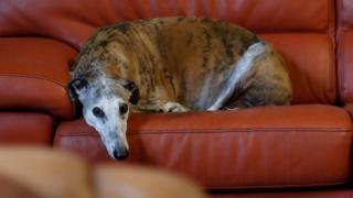 Caracol, a 10-year-old Spanish Galgo