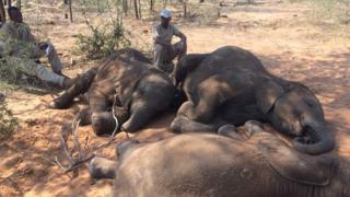 Baby elephants are seen in the photo