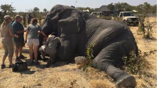 Fitting a tracker on a large elephant