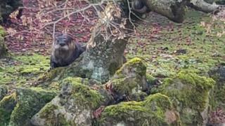 The errant river otter