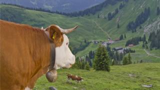 A cow looks down a hill in Germany, with its cowbell clearly on display