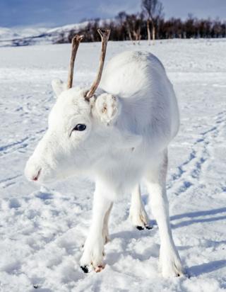 Reindeer stands in snow