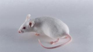 A white lab mouse