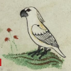Cockatoo known in 13th Century European book