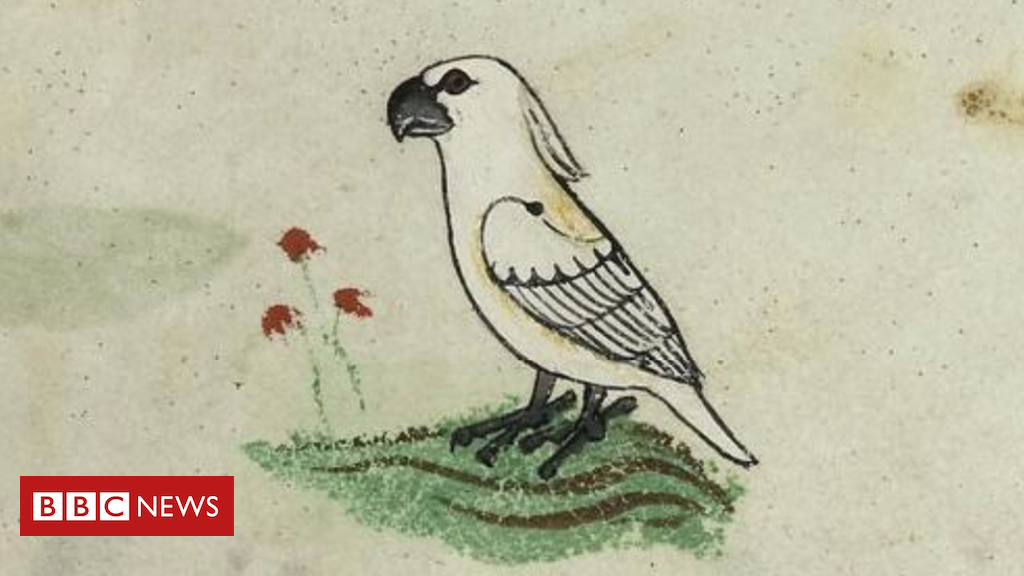 Cockatoo known in 13th Century European book