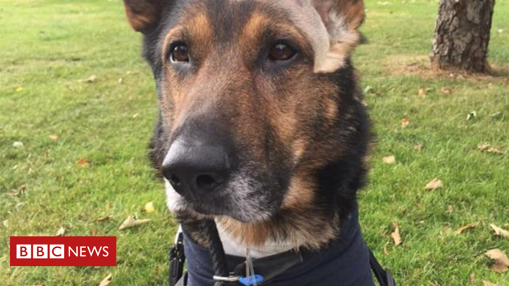 Finn's regulation: Michael Gove backs police canine campaign
