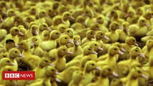 Foie gras imports could also be banned after Brexit, UK minister shows
