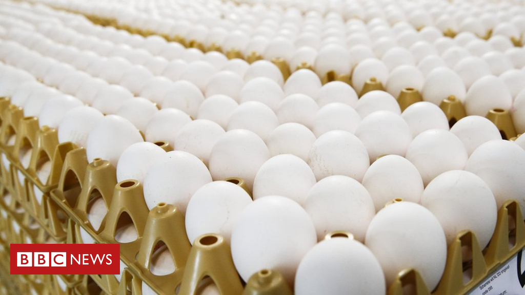 Germany recalls contaminated Dutch eggs in fipronil scare