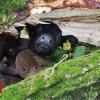 Hurricane Hector: Calf free of underneath a collapsed tree
