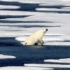 Leaked UN draft record warns of urgent need to reduce global warming