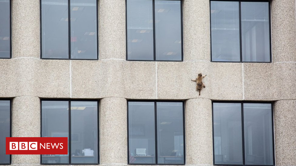 Minnesota raccoon hailed as hero after skyscraper climb