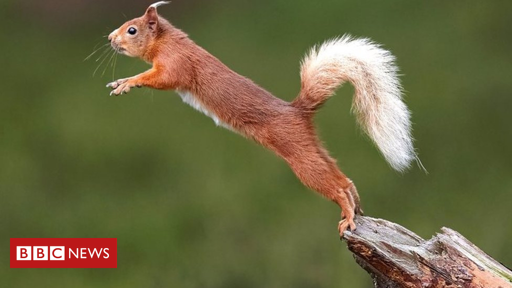 One in 5 British mammals in peril of extinction
