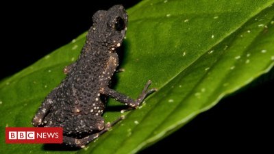 Lord of the Earrings toad on breaking point of extinction