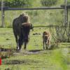 Banff Nationwide Park welcomes first bison calves in ONE HUNDRED FORTY years