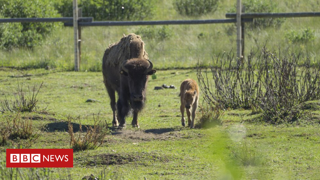 Banff Nationwide Park welcomes first bison calves in ONE HUNDRED FORTY years