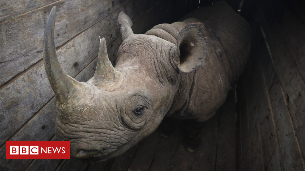 Black rhinos: Tsavo East Kenya reserve sees some other die