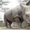 Closing male northern white rhino joins Tinder to raise money