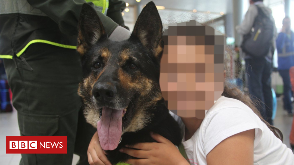 Colombian sniffer dog moved after threats by means of drug gang