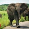 De Beers movements TWO HUNDRED elephants from South Africa to Mozambique