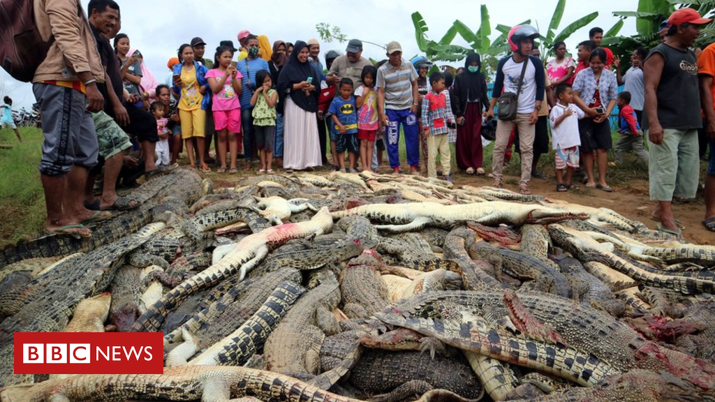 Indonesia mob slaughters nearly THREE HUNDRED crocodiles in revenge killing