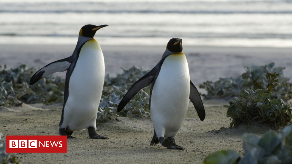 Largest king penguin colony shrinks 90% in 30 years