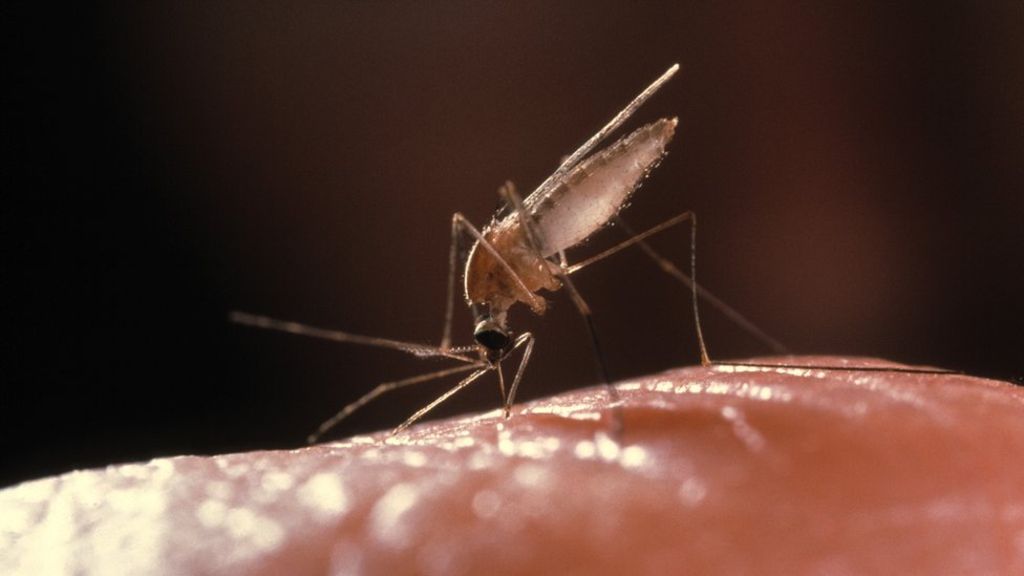 Malaria drugs fail for first time on patients in UNITED KINGDOM