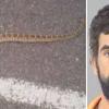 Man concealed toxic snake in neighbor's home after argument