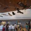 Museum celebrating Israel's biodiversity opens in Tel Aviv
