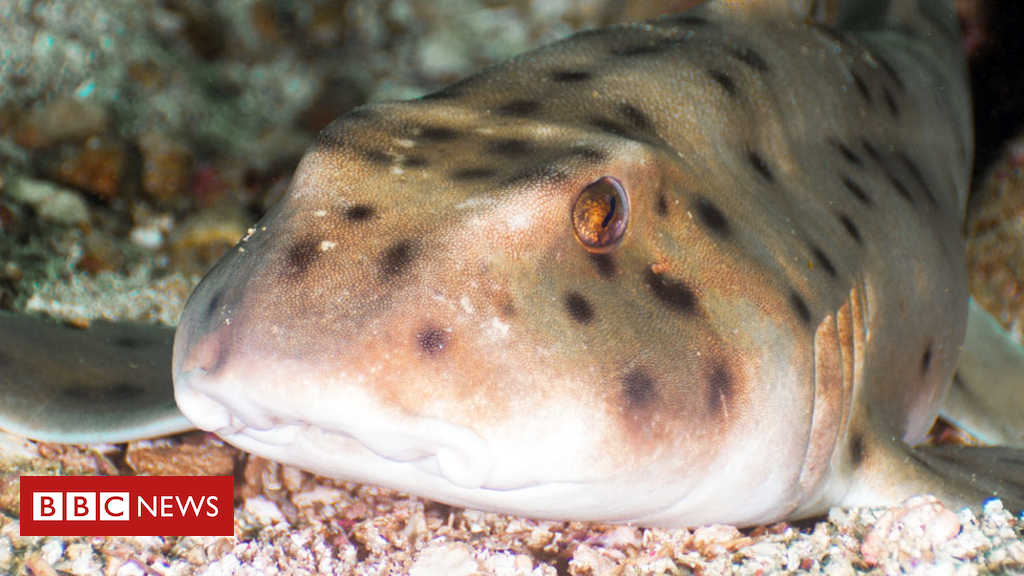 Omit Helen, shark stolen in a pram, recuperating in US aquarium