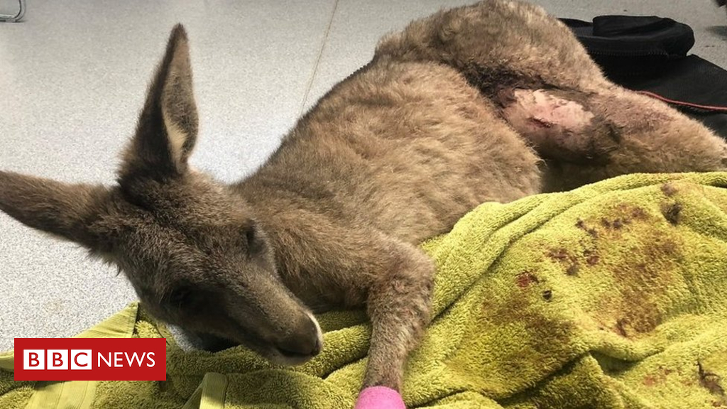 'Panicked' kangaroo smashes manner into Australian house