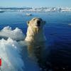 Polar bear shot useless after attacking cruise ship protect