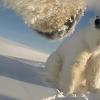 Polar bears 'running out of food'
