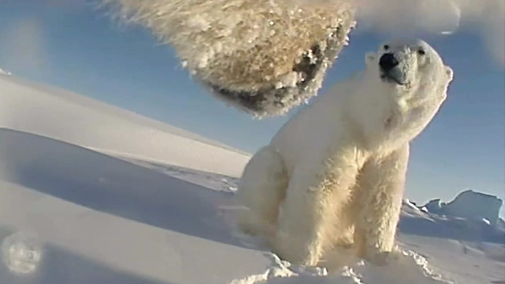 Polar bears 'running out of food'