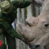 Rhino dies: Sudan was once the ultimate male northern white