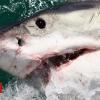 Surviving a shark attack: Do you actually have to punch it?