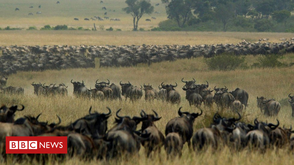 Tanzania and Kenya row over lengthen to wildebeest migration