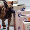 Tanzania hunt for top ivory-sniffing dog