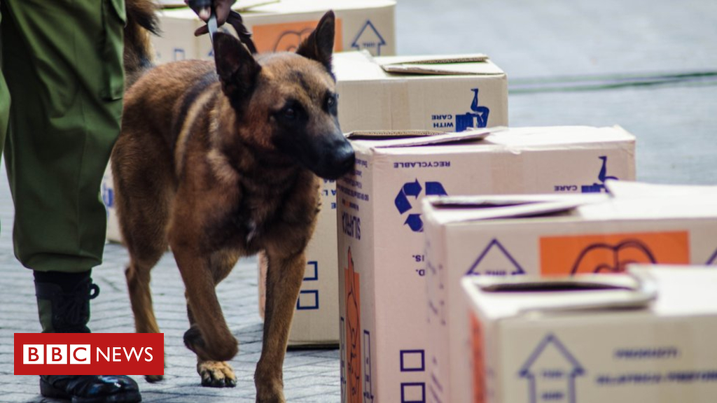 Tanzania hunt for top ivory-sniffing dog